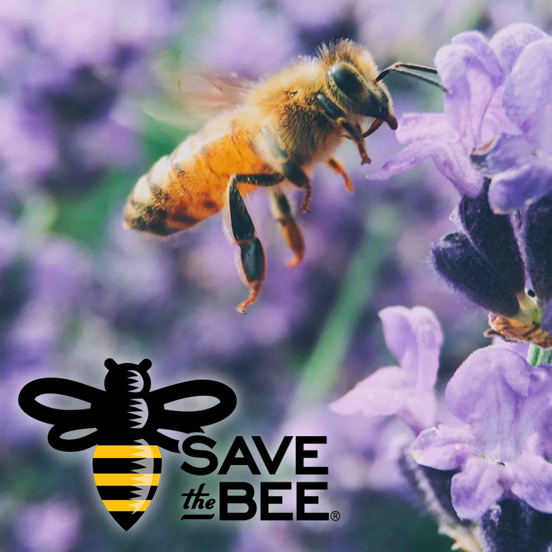 A honey bee pollinating purple flowers.
